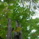 🌲(약초 정보)벌나무 (산천목) (엉컹퀴뿌리의 효능)🌲 이미지