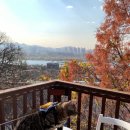 산책하는 고양이 이미지