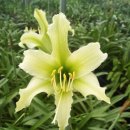 아마릴리스 이미지