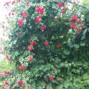 비단향꽃수 이미지