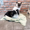 개똥이 애견샵 이미지