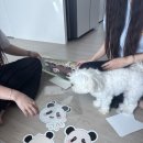 케잌판다 이미지
