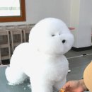 정애견미용학원 네이버블로그