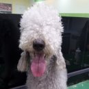 독앤걸즈 이미지