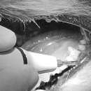 김s 동물병원 이미지