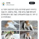 낮 기온이 35도까지 오르는 등 무더운 날씨가 이어지고 있습니다. 코봉이는 뱃살...처럼 보이는 털을.twt 이미지