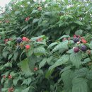 백연농장 이미지