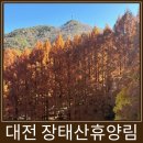 가수원전통시장 | 대전 여행지 추천 장태산자연휴양림 대중교통 이용 팁과 매점 후기(20번, 22번 버스 시간표)