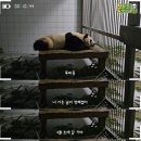 마카롱판다 이미지