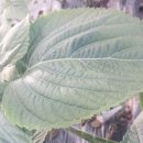 추부농장 이미지