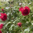 제243회 정기연주회 이미지