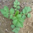 선학초등학교 이미지