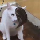 신마농장 | [식품] 임산부, 변비, 구강질환, 비염에 좋은 차 유기농 작두콩차 가격, 구매처, 리뷰 ( 후기 )