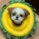 이츠펫 본점 이미지