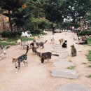 고양이정원 이미지