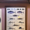 깔라깔라 | [계양구 맛집] 계양구청 참치맛집 우리참치 무한리필 모임장소추천