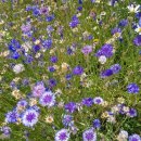 산천농장 이미지