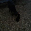 염소한마리 이미지