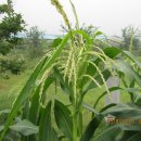 새벽농장 이미지