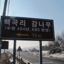 의령 충익사 모과나무 이미지