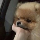 짚신매운갈비찜 이미지