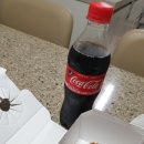 호식이두마리치킨 월배대천점 네이버블로그