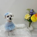 포프리티 이미지