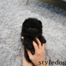 올바르개 네이버블로그