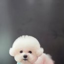 루이스독 이미지