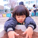 (240405) 식목일 행사🌿새솔반의 씨앗심기 이미지