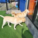 도그아일랜드 이미지