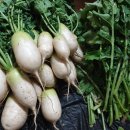 석박지와 파김치 이미지