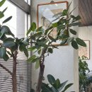 대흥설농탕 이미지