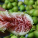 무화과나무 이미지