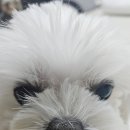 셀프피부미용(꿀피부만들기) | 집에서 강아지 바리깡으로 셀프미용 해본 솔직 후기