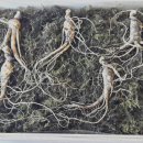 참삼영농조합법인 이미지