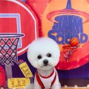 야옹아멍멍해봐 송파위례점 이미지