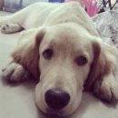 우리집 멍뭉 이미지