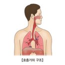 급성 기관지염(Acute bronchitis) 호흡기 질환이란? 이미지