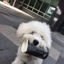 즐겨찾개 이미지