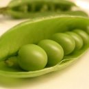 콩알 이미지