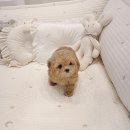 토이주니