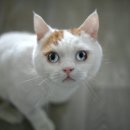 미소동물의료센터 이미지