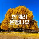 cu원주천년나무점 | 원주 반계리 은행나무 실시간 현황 주차/굿즈/농산물 마켓 금요일 방문 후기