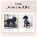 온니애견미용 이미지