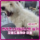 드툴레아 미용하기, 얼굴액단따기, 얼굴 11자 컷, 꼬똥가위컷 배우기, 실견 미용 동탄벨라루시애견미용학원