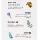 브론즈마니아 이미지