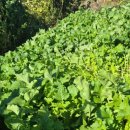 대견농장 이미지