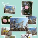 보리수농장 이미지