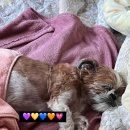 파피포우 이미지